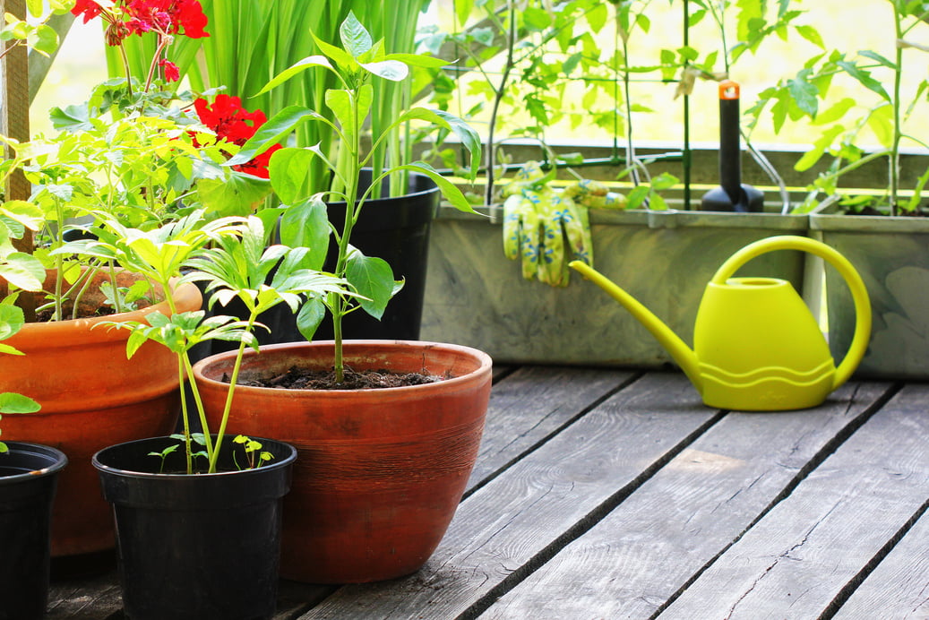 Container vegetables gardening. Vegetable garden on a terrace. Flower, tomatoes growing in container